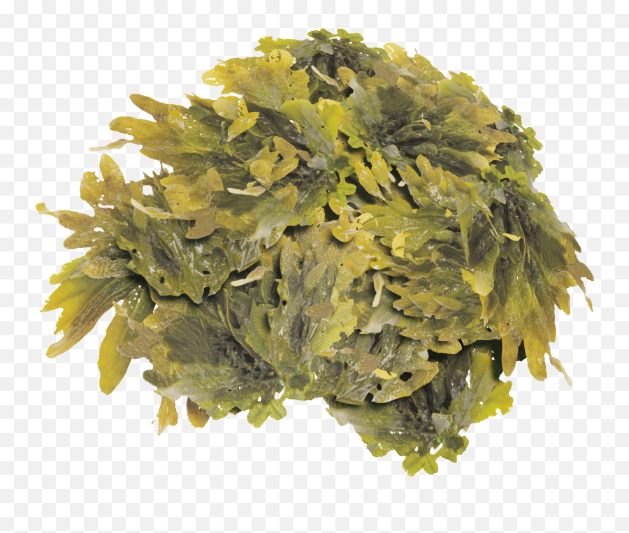 Seaweed - Sea Vegetables Emoji,Seaweed Png