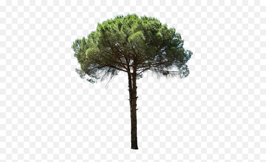 Mediterranean Trees - Pino Marittimo Png Emoji,Trees Png