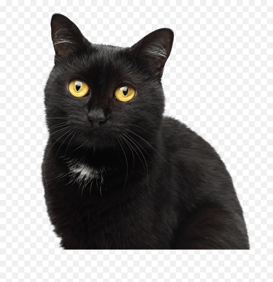 Cat Boarding Lakewood Ranch Bradenton Coastal Animal Emoji,Black Cat Transparent Background