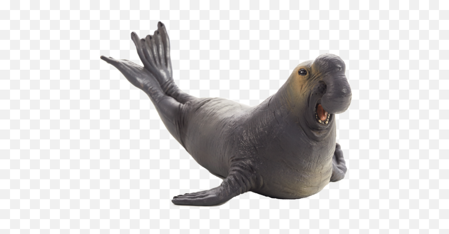 Download Elephant Seal Png Clipart Transparent - Mojo Sea Sea Elephant Png Emoji,Seal Clipart