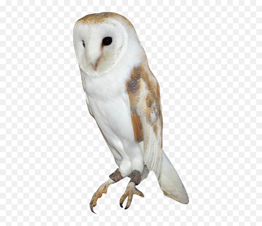 Barn Owl Png Emoji,Owl Png