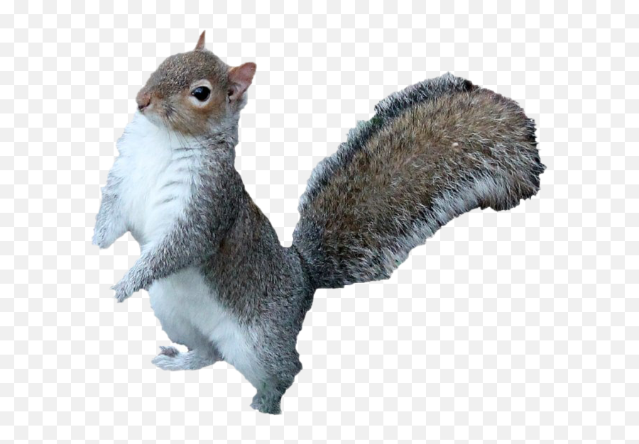 Squirrel Png Hd Quality - Eastern Gray Squirrel Emoji,Squirrel Png