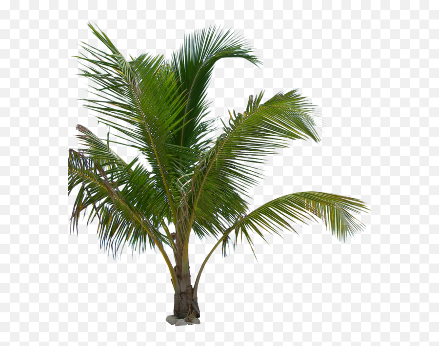 Palm Tree Png Image Transparent - Transparent Background Small Palm Tree Png Emoji,Palm Tree Png