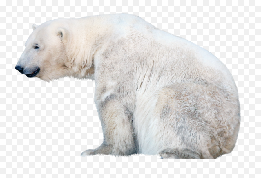 Polar Bear Png Free Download - Transparent Background Polar Bear Transparent Emoji,Polar Bear Png