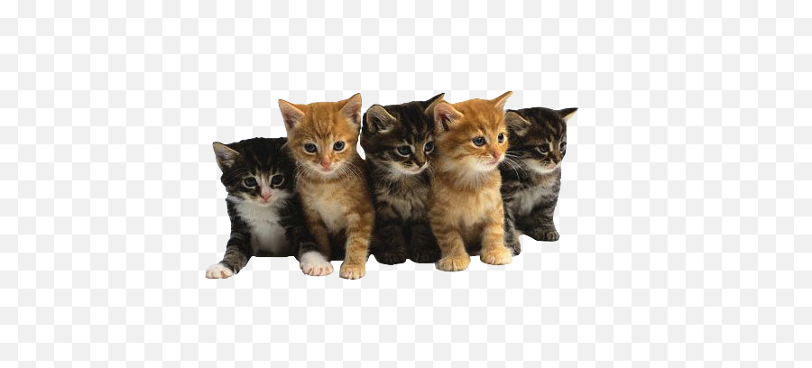 Group Of Cute Cats Full Size Png Download Seekpng - Good Luck Surgery Emoji,Cats Png