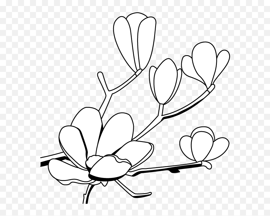 White Magnolias On Black Background Clipart - Google Search Floral Emoji,Floral Clipart Black And White