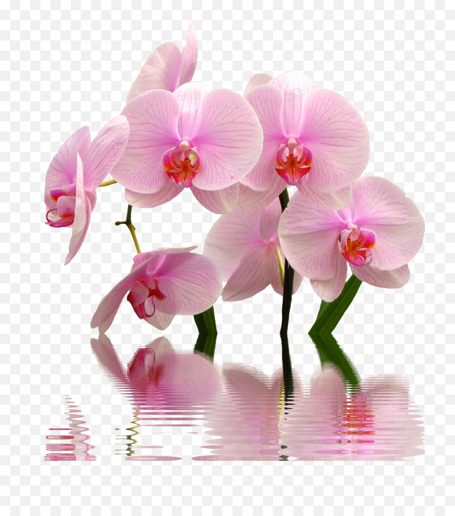 Orchid - Transparent Cartoon Jingfm Special Good Morning With Flowers Emoji,Orchid Clipart