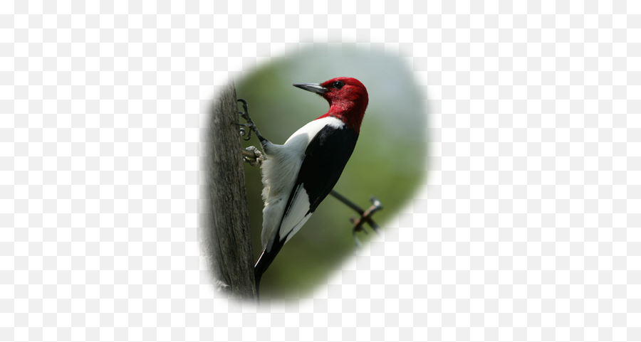 Red Emoji,Woodpecker Png