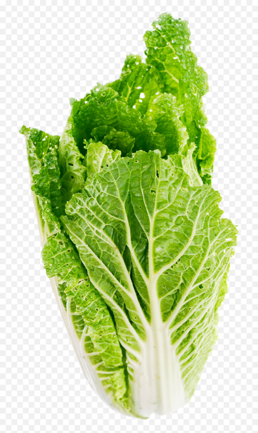 Lettuce Clipart Romaine Lettuce - Transparent Background Lettuce Clipart Png Emoji,Lettuce Clipart