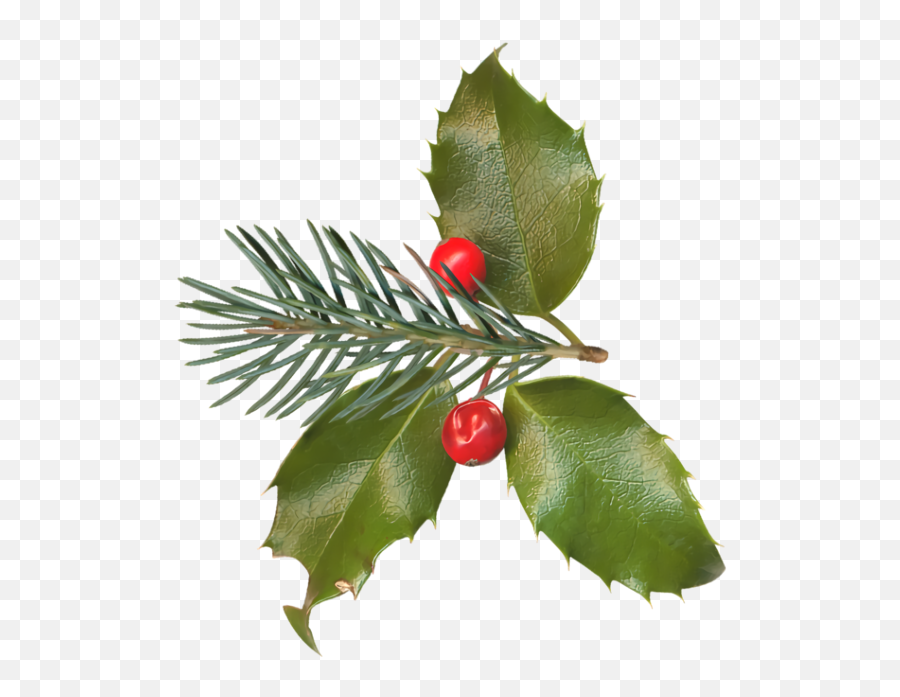 Christmas Holly Leaf Plant For Holly For Christmas - 1300x1374 Fresh Emoji,Holly Png