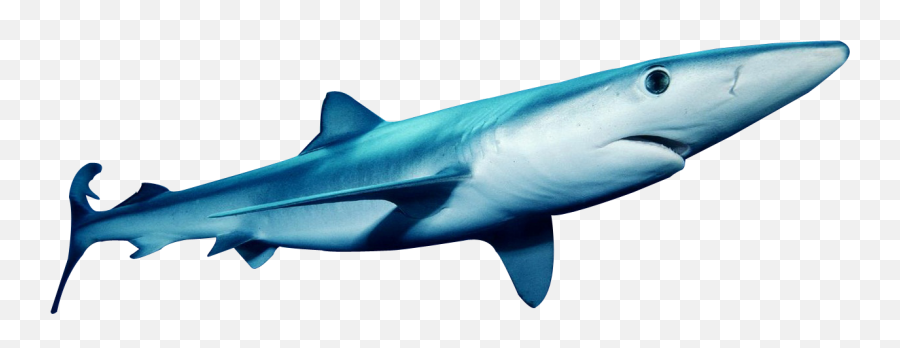 Download This Png Image - Sharks Emoji,Shark Transparent Background