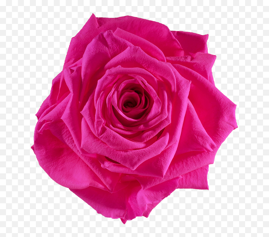 Preserved Roses - Rose Emoji,Black Rose Png