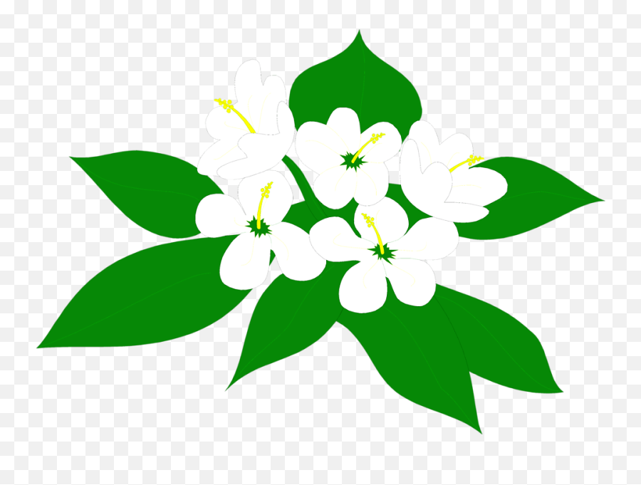 Sampaguita Flower Clipart Png Transparent Png - Full Size Sampaguita Flower Clipart Emoji,Flower Clipart Transparent