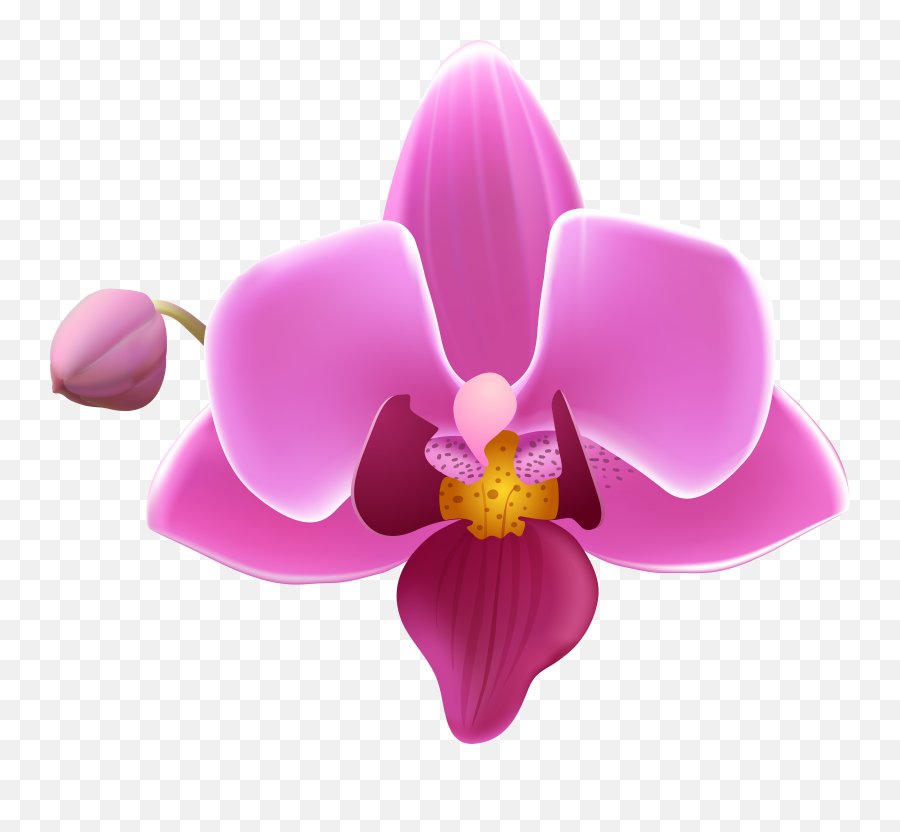 Orchid Flower Transparent Image Gallery Yopriceville Clipart Emoji,Orchid Clipart Black And White