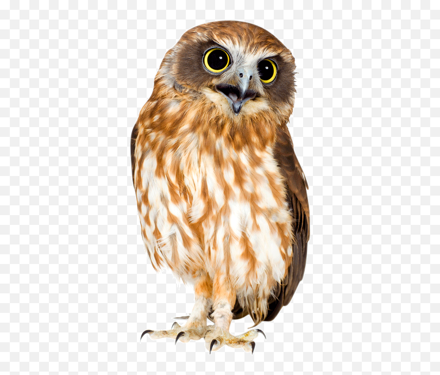 Barn Owl Png Picture - Owl Png Emoji,Owl Png