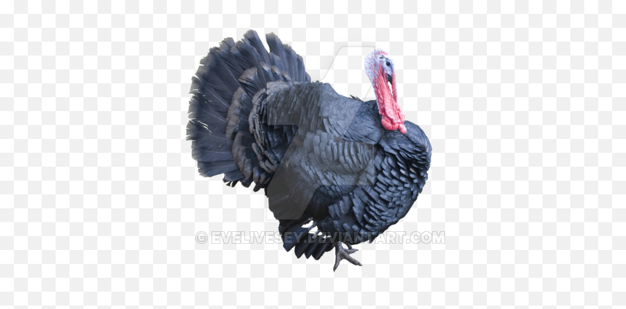 Turkey Png Clipart - Turkey Transparent Png Emoji,Turkey Feather Clipart
