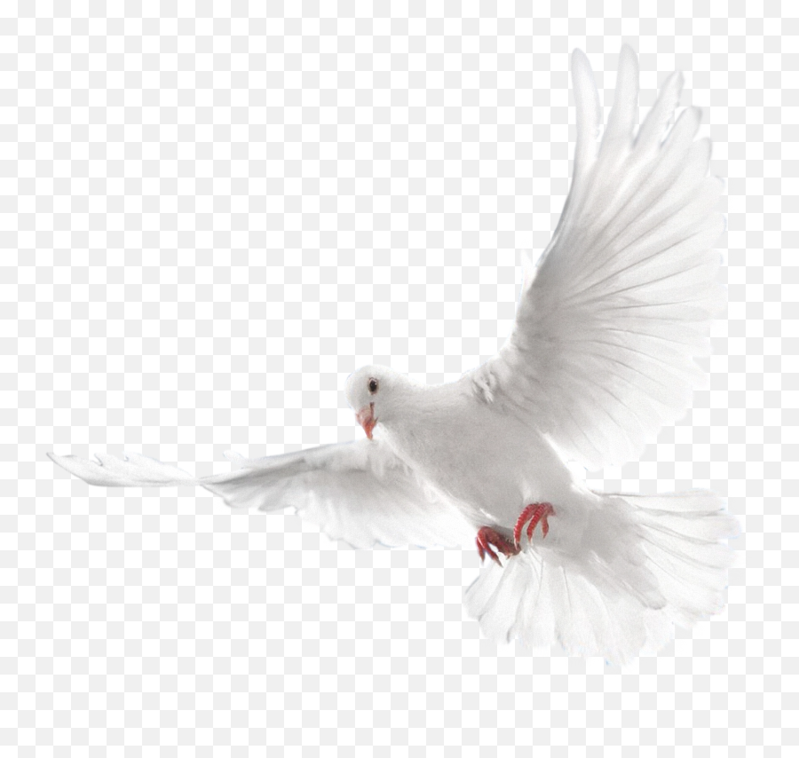 Png Paloma Blanca Png Images - Holy Spirit White Dove Png Emoji,Paloma Png
