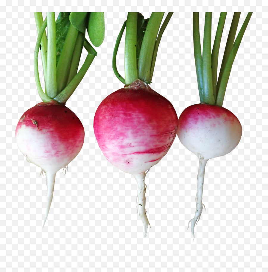 Download Free Photo Of Radishes Vegetables Food Harvest Emoji,Harvest Clipart Black And White