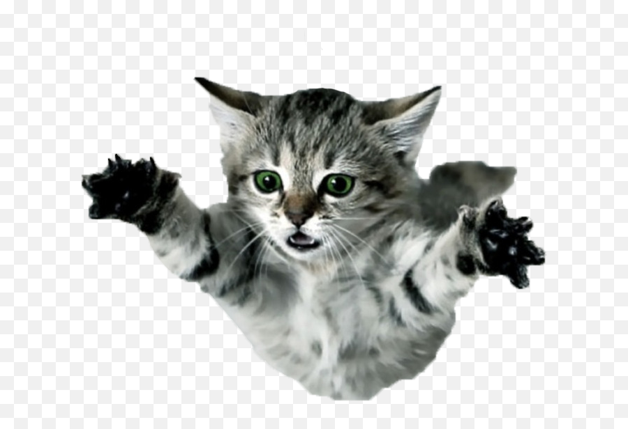 Flying Cat Png U0026 Free Flying Catpng Transparent Images - Png Transparent Flying Cat Png Emoji,Cat Png