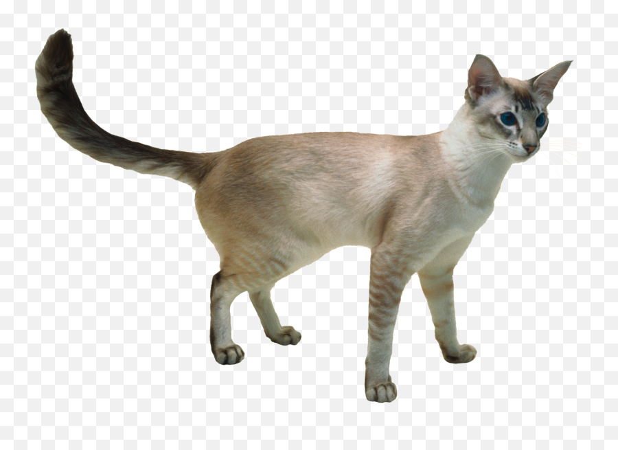 Cat Png Alpha Channel Clipart Images Pictures With Emoji,Siamese Cat Clipart