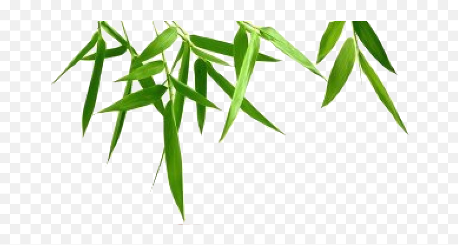 Download Bamboo Leaf Transparent Background - Transparent Transparent Background Bamboo Clipart Emoji,Leaf Transparent