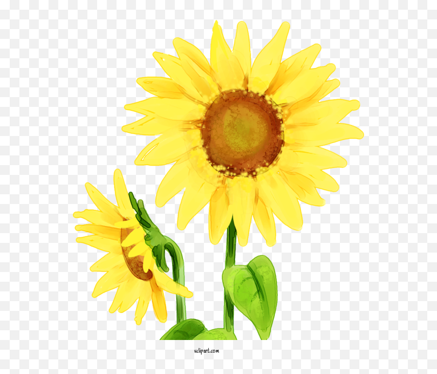 Flowers Motheru0027s Day Drawing Childrenu0027s Day For Sunflower - Fresh Emoji,Mother's Day Clipart