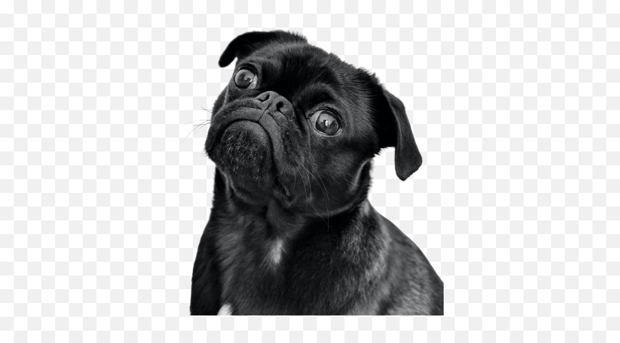 All In For You Archives - Windermere Whidbey Emoji,Pug Face Png