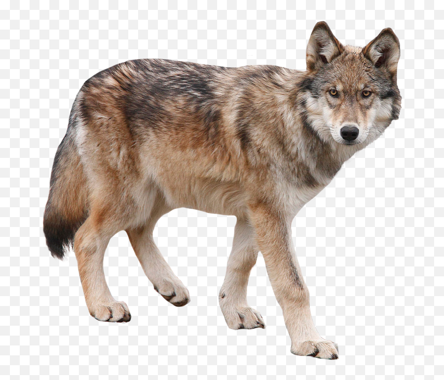 Pin By Alex Loreto On Cool Stuff Yukon Wolf Wolf Dog Emoji,Healthy Snacks Clipart