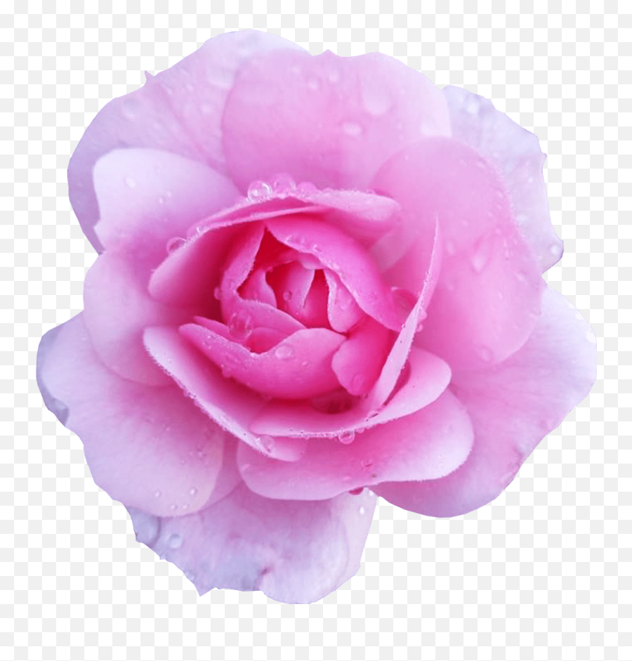 Pink Rose Flower No Background - Fresh Emoji,Flower Transparent Background