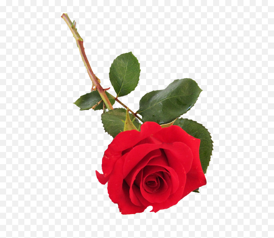 Red Rose Petals Png - Single Rose Png Transparent Single Stem Rose Red Emoji,Rose Petals Png