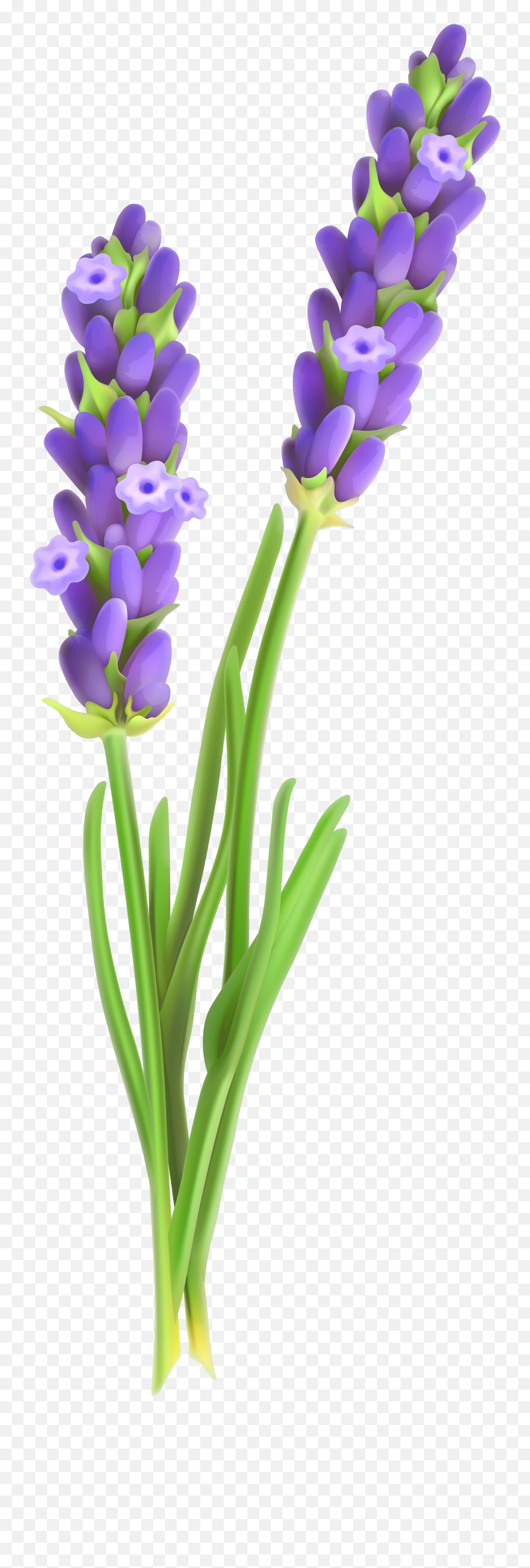 Tubes Et Fond D Écran Fleurs - Transparent Background Lavender Clipart Emoji,Lavender Clipart