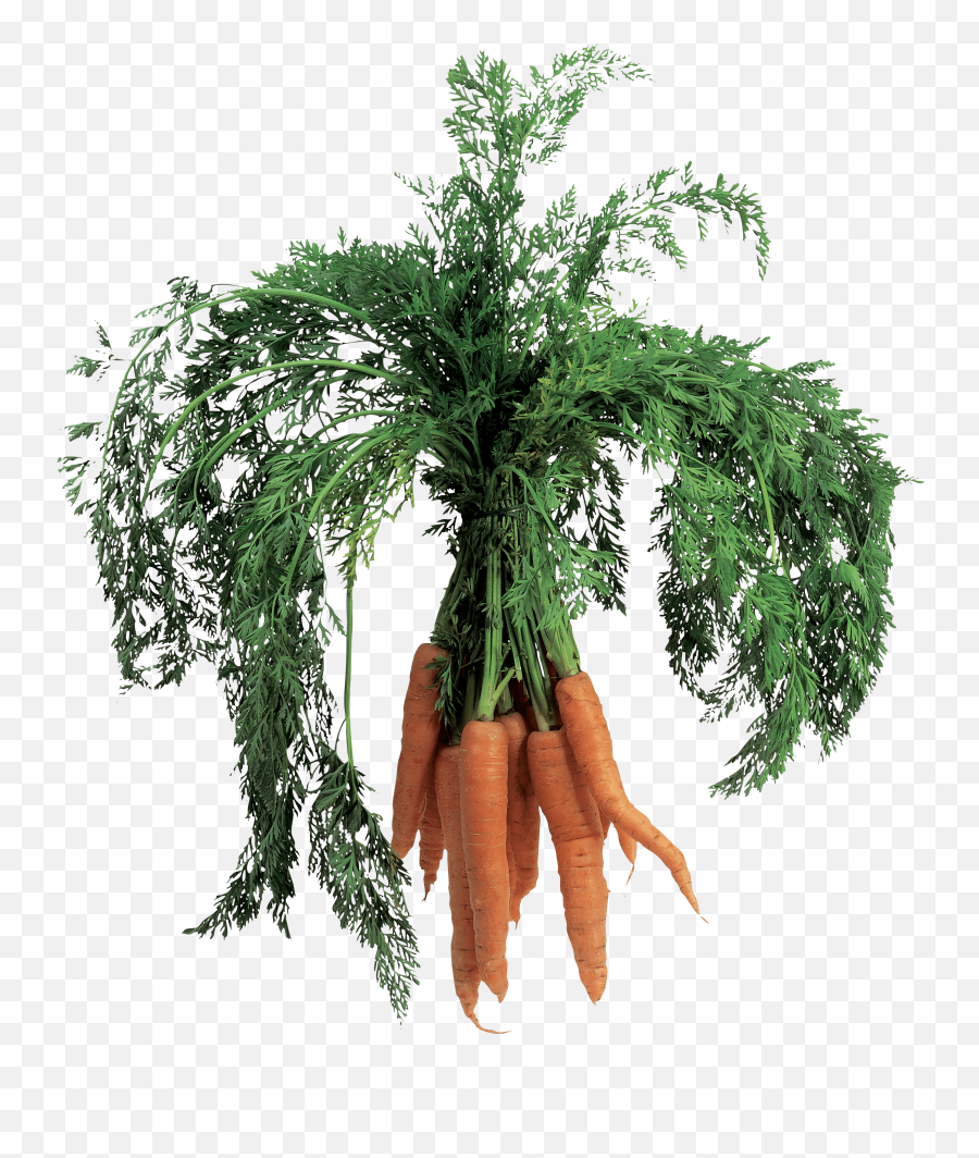 Download Carrot Png Image Hq Png Image - Carrot Plant Png Emoji,Carrot Png