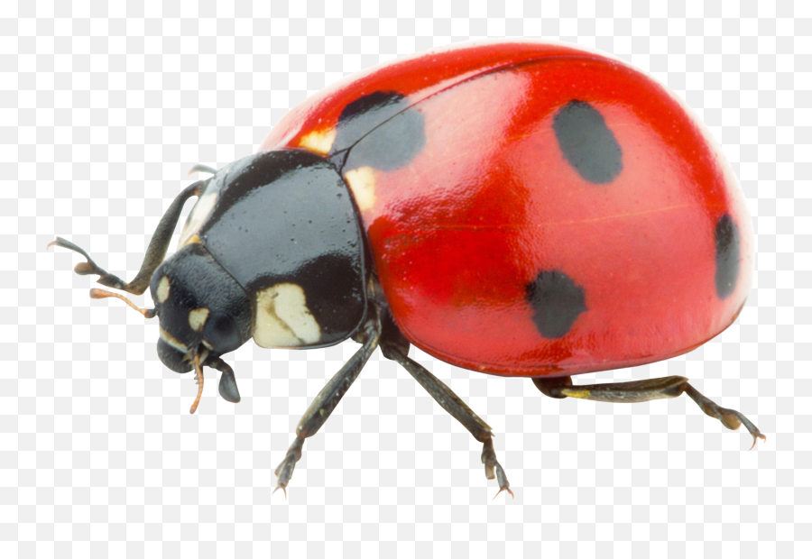 Ladybug Png Image - Red Ladybug Png Emoji,Ladybug Png