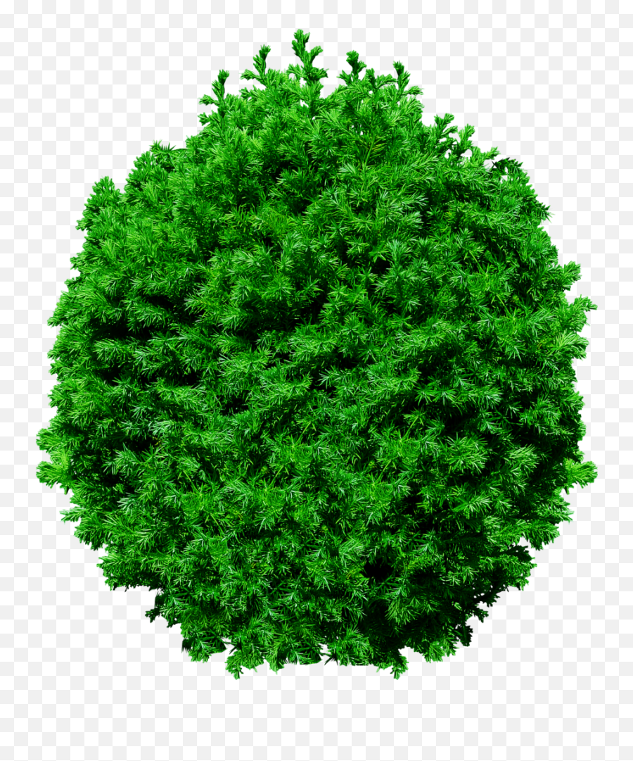 Fir Tree Png Image For Free Download - Tree Vector Top View Transparent Emoji,Trees Png