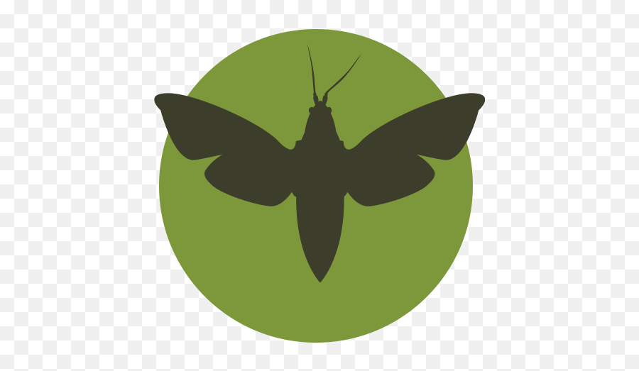Meddlesome Moth - Hawk Moths Emoji,Moth Logo