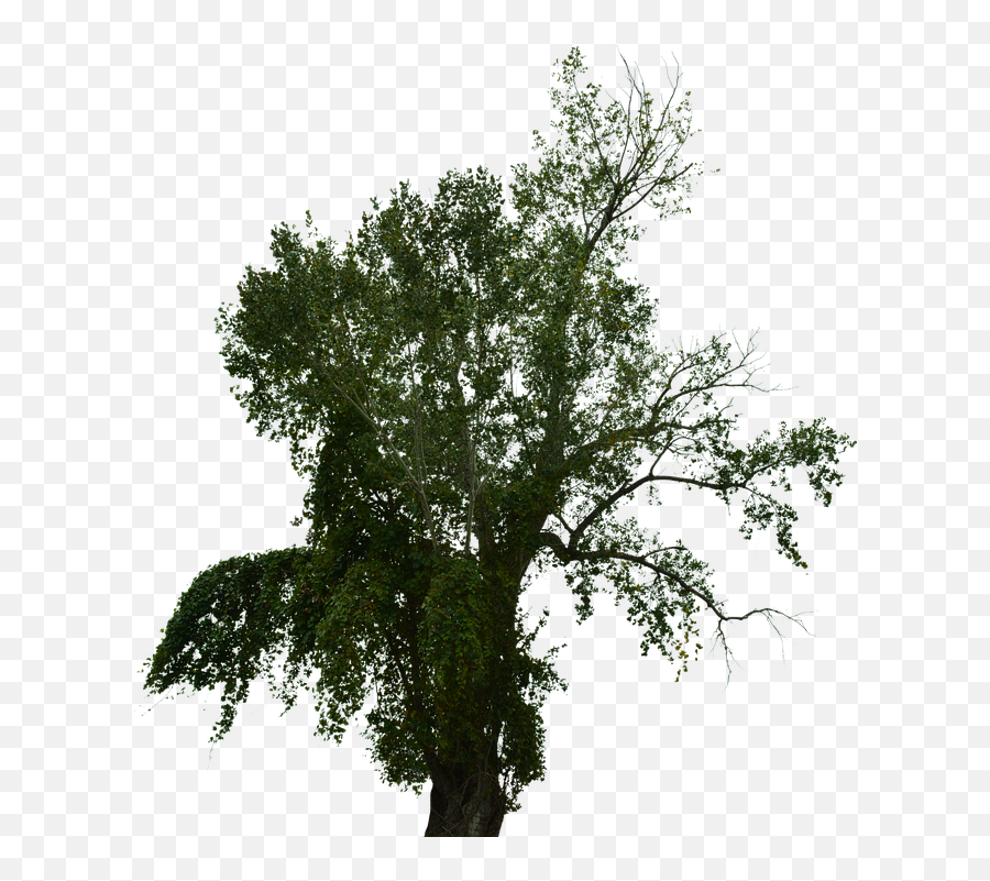 Dead Tree With No - Free Image On Pixabay Emoji,Halloween Tree Png