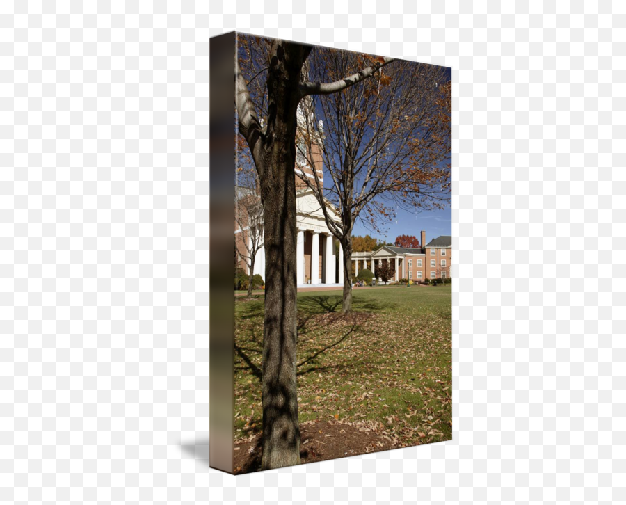 Trees On The Quad Wake Forest University By Geoffrey Coleman Emoji,Wake Forest University Logo