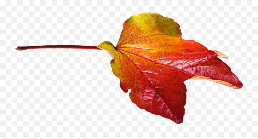 Autumnleavesleaftransparentfall Color - Free Image From Emoji,Fall Leaves Background Png