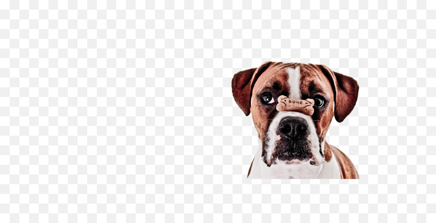 Dog Training Png Transparent Images U2013 Free Png Images Vector Emoji,Dog Agility Clipart