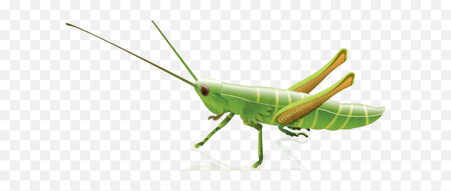 Grasshopper Png - Vector Grasshopper Emoji,Grasshopper Clipart