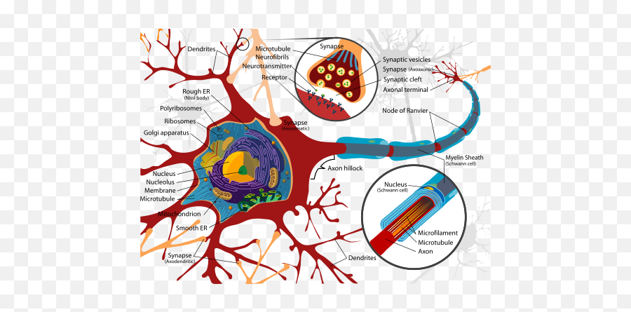Integration Massageneuroplasticity For Parkinsonu0027s Research - Memory Neurons Emoji,Why Clipart