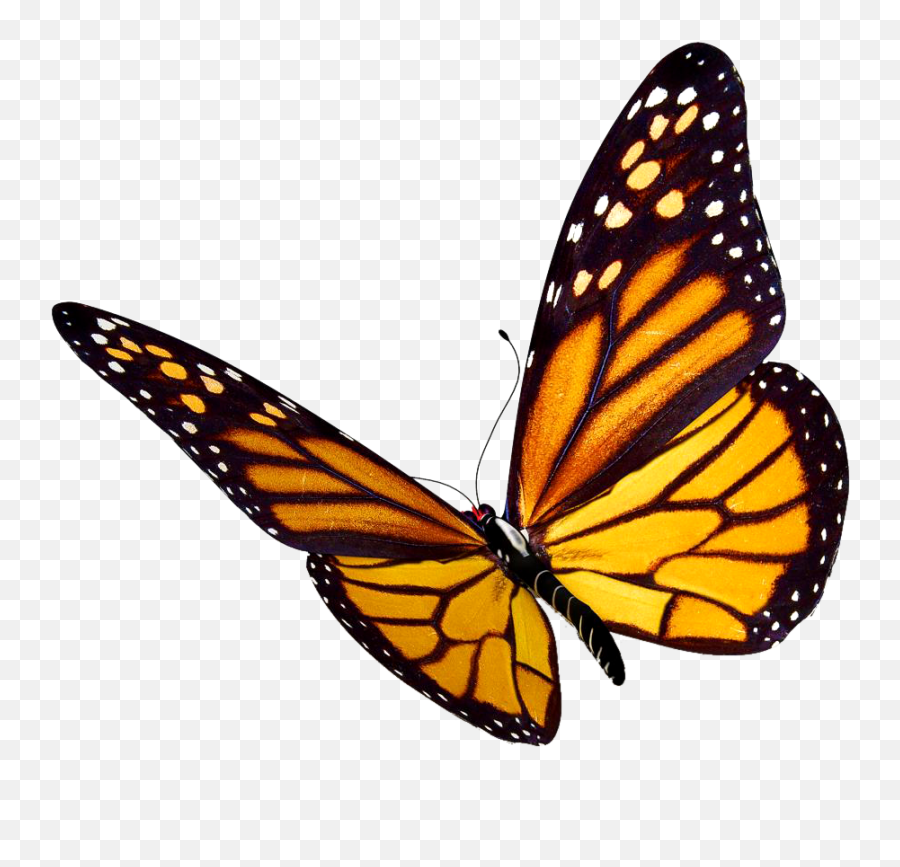 Monarch Butterfly Png Clipart - Butterfly Png Transparent Emoji,Butterfly Png