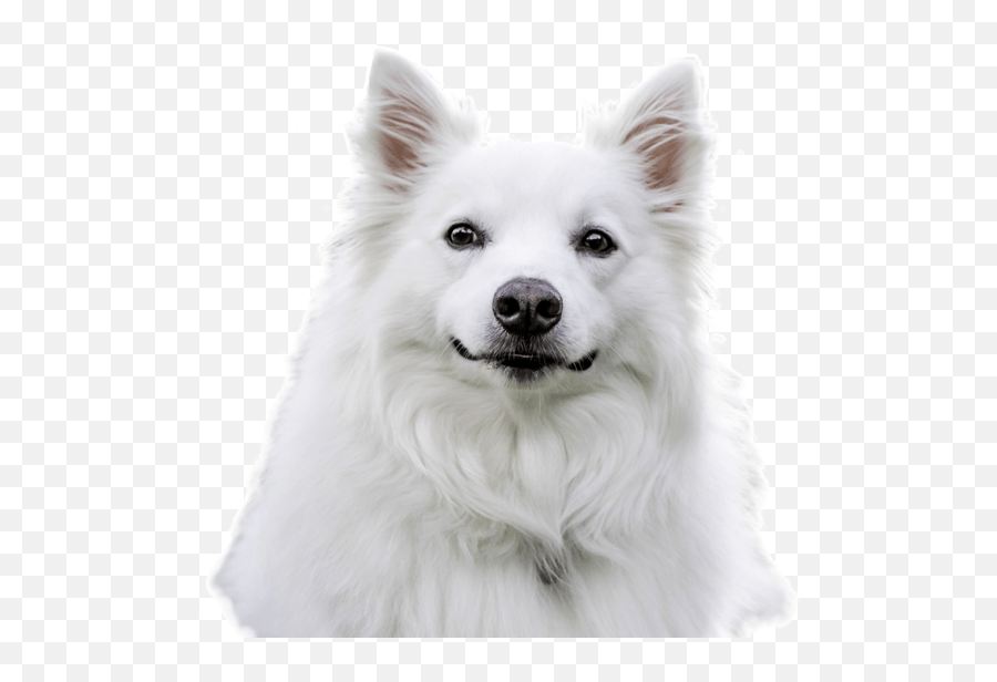 Doge Head - American Eskimo Dog Png Download Original American Eskimo Dog Png Emoji,Doge Png