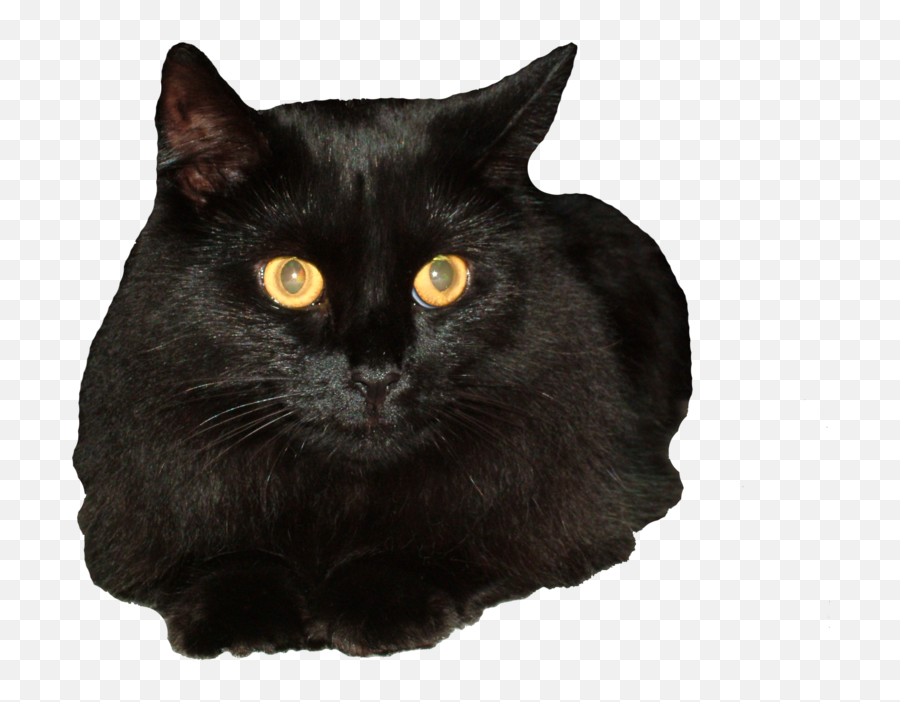 Bombay Cat Siberian Cat Black Cat Clip Art - Black Cat Png Emoji,Black Cat Transparent Background
