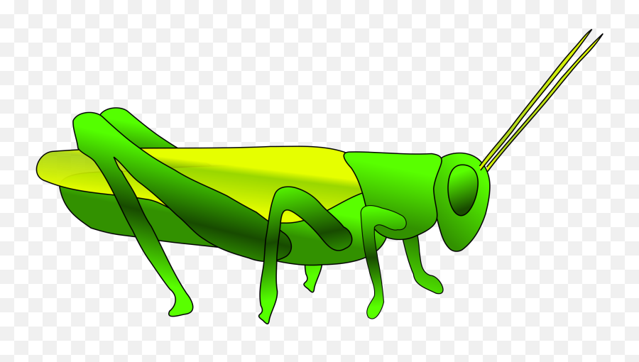 Cricket Insect Clip Art - Grasshoppers Clip Art Emoji,Cricket Clipart