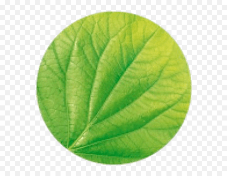 Garnier Leaf Logo Transparent Png - Garnier Leaf Logo Emoji,Leaf Logo