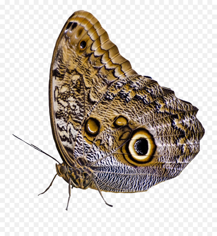 Butterfly Png Image - Moths Png Emoji,Butterfly Png