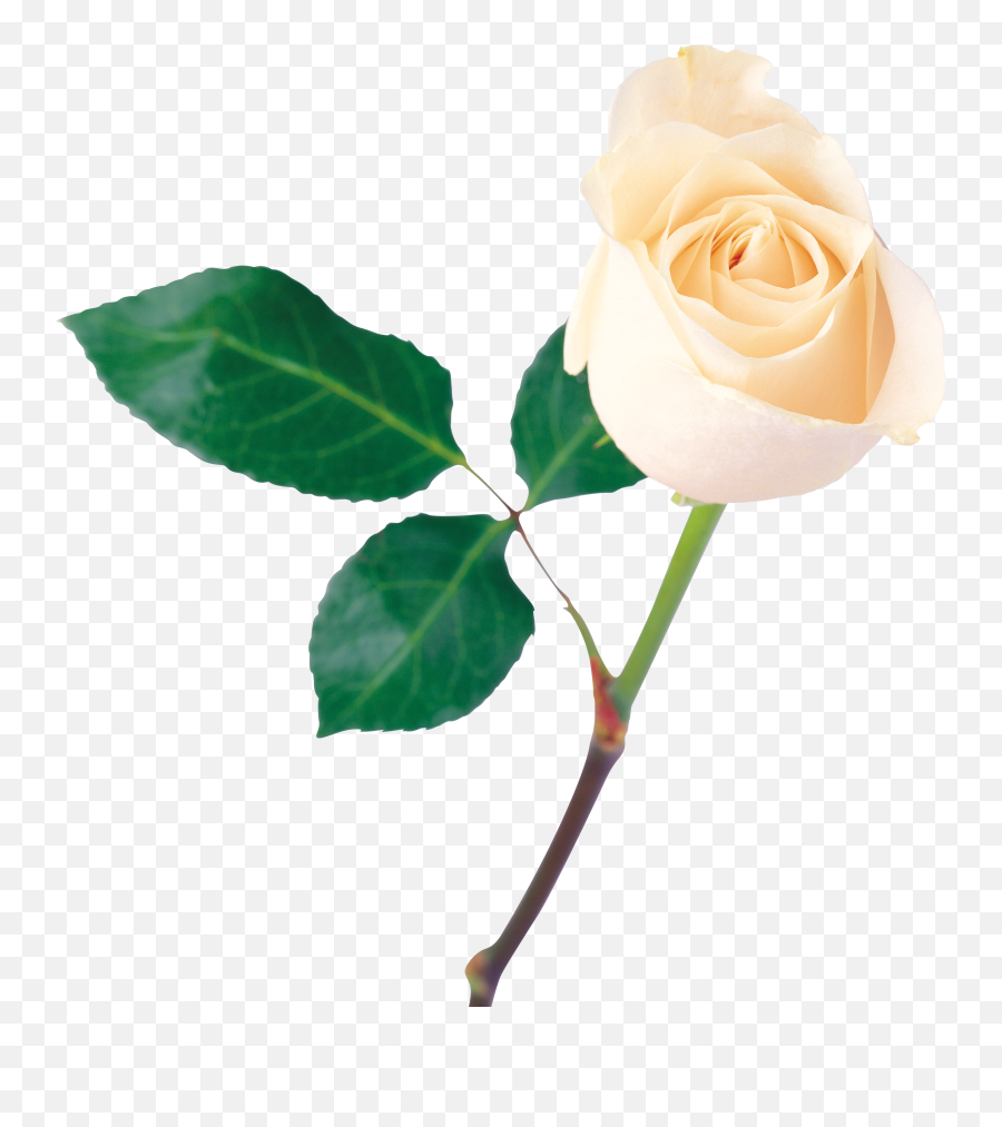 White Rose Png Image Flower White Rose - White Rose Png Hd Emoji,White Rose Png