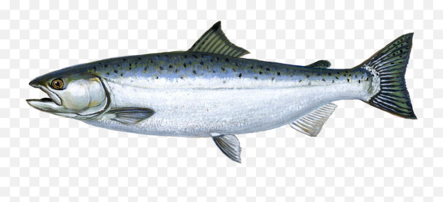 Jumping Salmon Png - Chinook Coho Salmon Emoji,Salmon Clipart