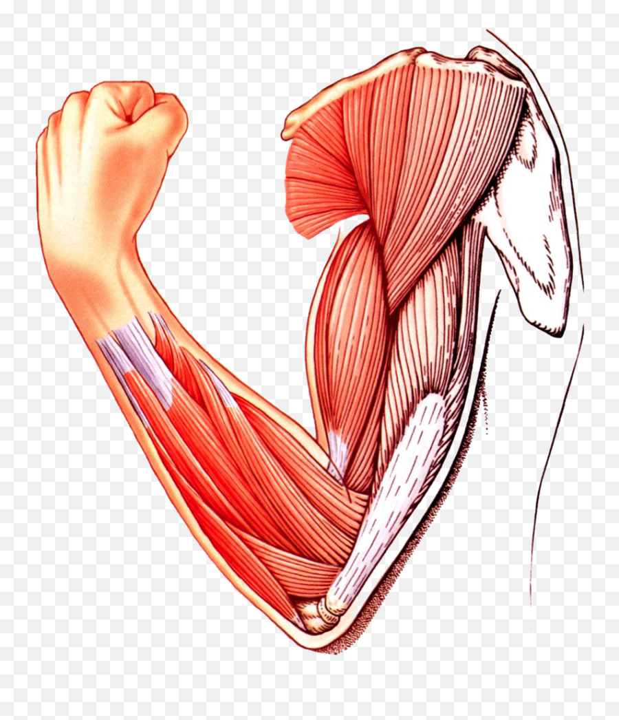 Muscle Arm Download Transparent Png Image Png Arts - Transparent Skeletal Muscle Png Emoji,Muscles Clipart